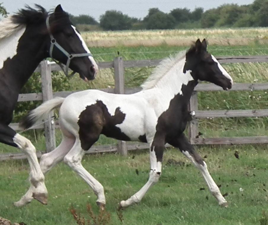 Coloured Broodmare With Foal At Foot.jpg